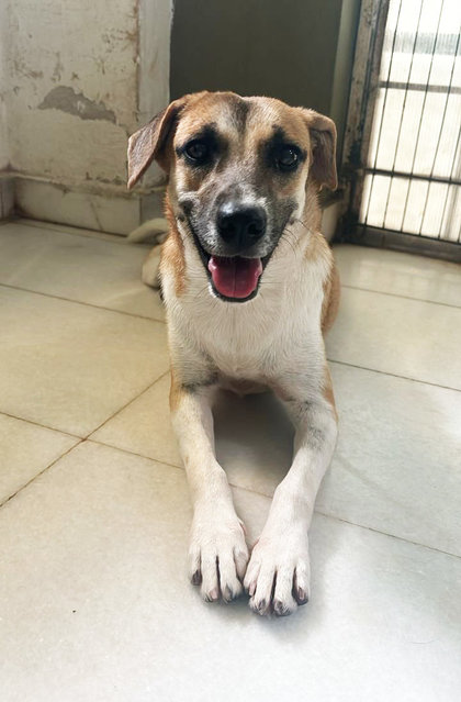 Peanut Girl - Mixed Breed Dog