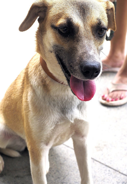 Peanut Girl - Mixed Breed Dog