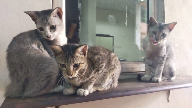 two silver and one mixed colour(middle) by the window