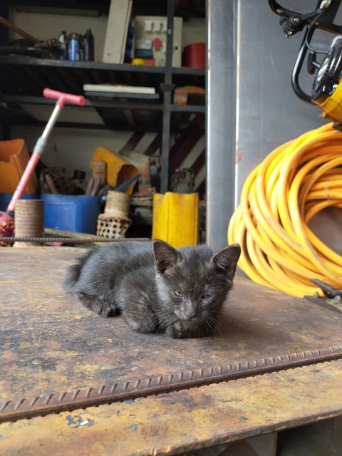 the black kitten at 2 months old