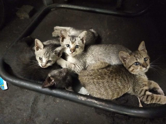 all kittens sleeping together