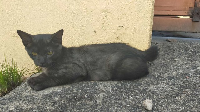 black cat at 5 months old