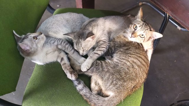 2 silver and 1 mixed sleeping together
