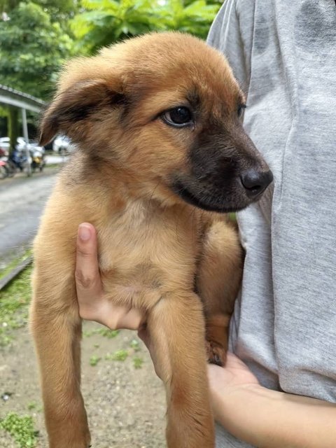 Bruno  - Mixed Breed Dog