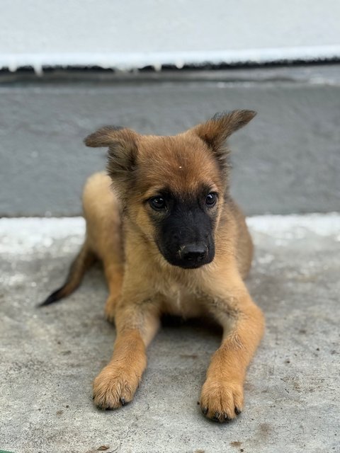 Bruno  - Mixed Breed Dog