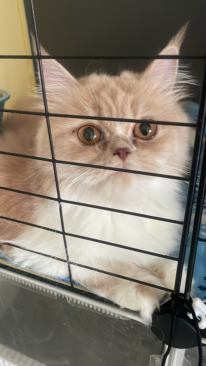 Zoza - Persian Cat