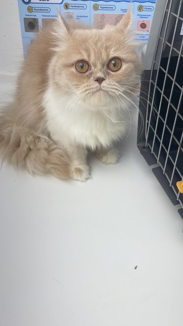Zoza - Persian Cat