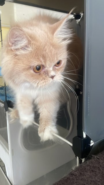 Zoza - Persian Cat