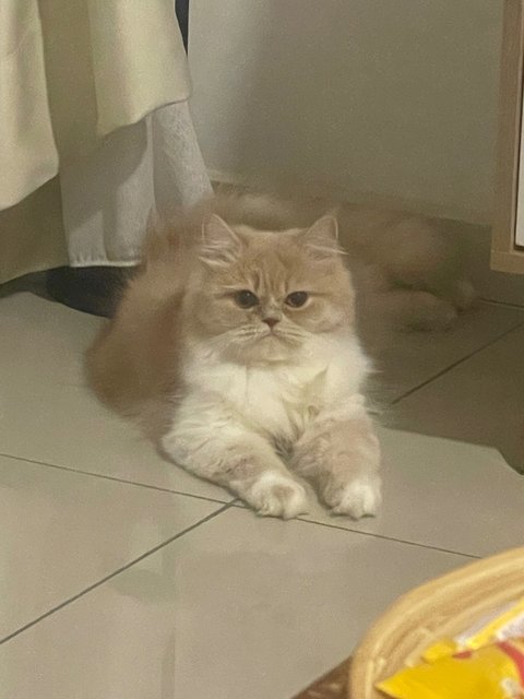 Zoza - Persian Cat