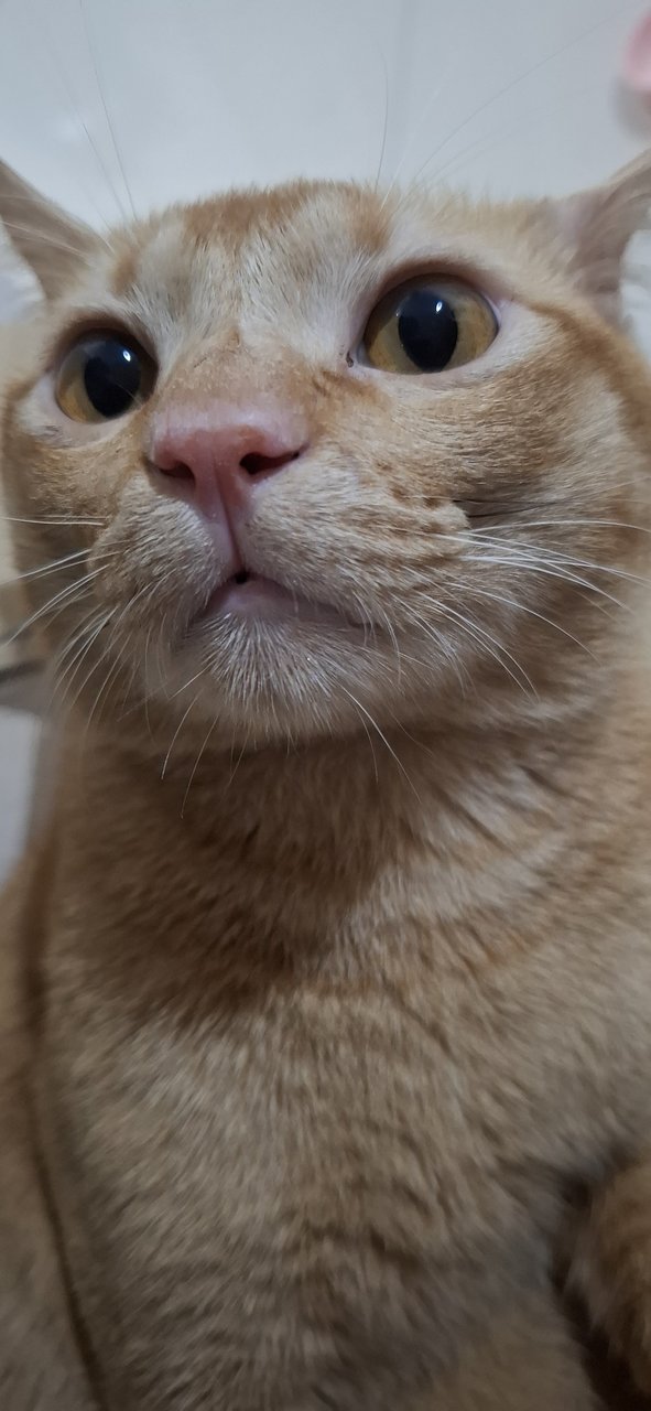 Megathron - Domestic Medium Hair Cat