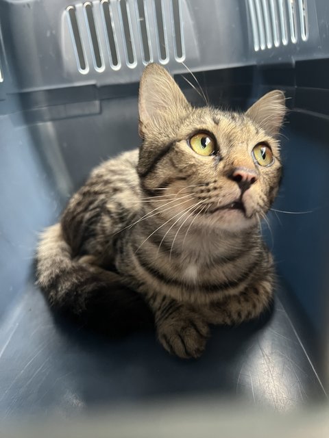 Toodles - Domestic Short Hair Cat