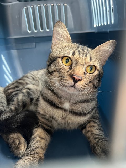 Toodles - Domestic Short Hair Cat
