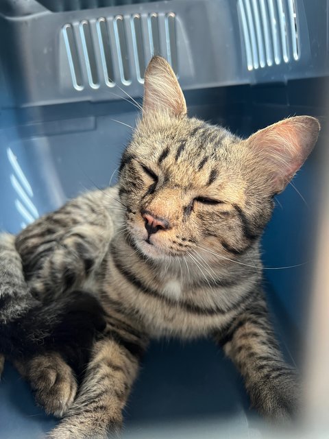 Toodles - Domestic Short Hair Cat