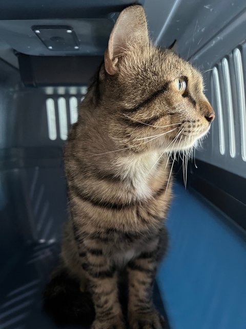 Toodles - Domestic Short Hair Cat