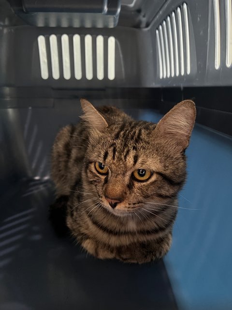 Toodles - Domestic Short Hair Cat