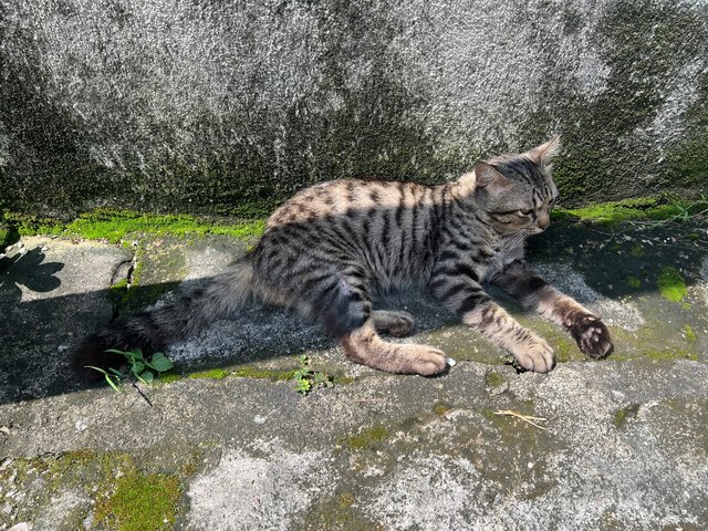 Toodles - Domestic Short Hair Cat