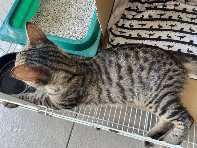 Toodles - Domestic Short Hair Cat