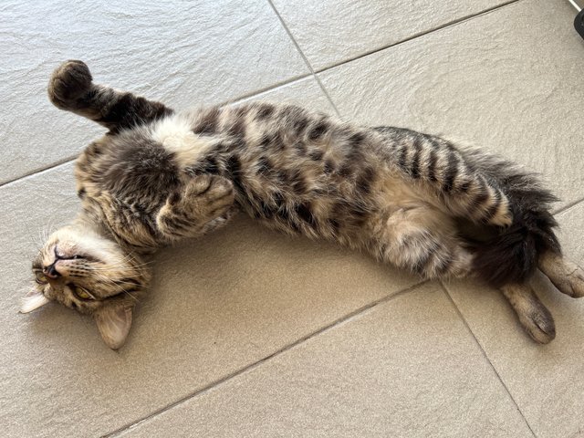 Toodles - Domestic Short Hair Cat