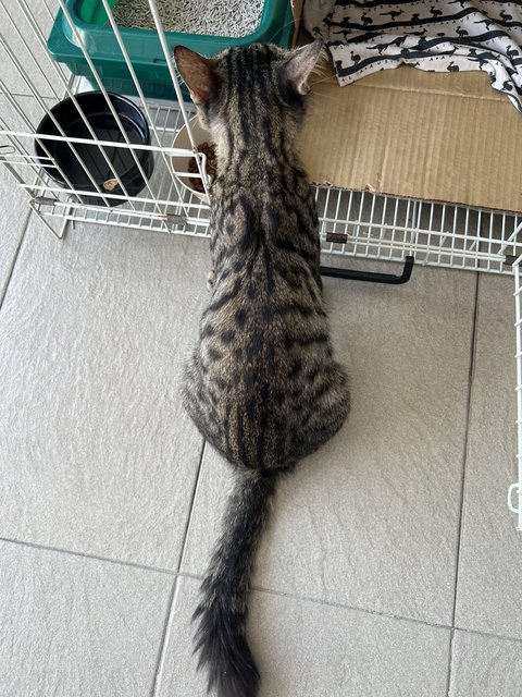 Toodles - Domestic Short Hair Cat