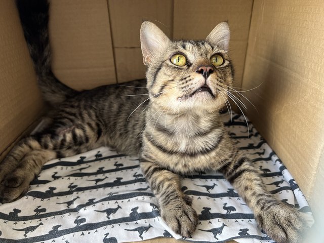 Toodles - Domestic Short Hair Cat