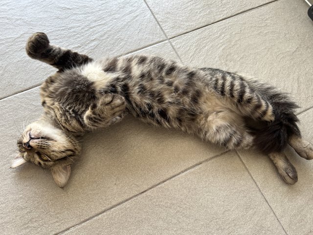 Toodles - Domestic Short Hair Cat