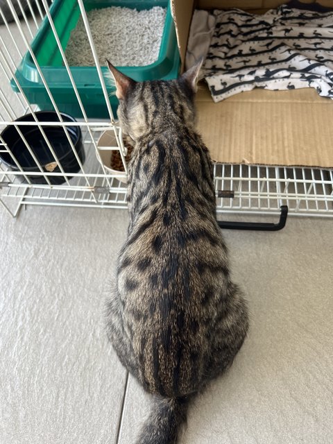 Toodles - Domestic Short Hair Cat