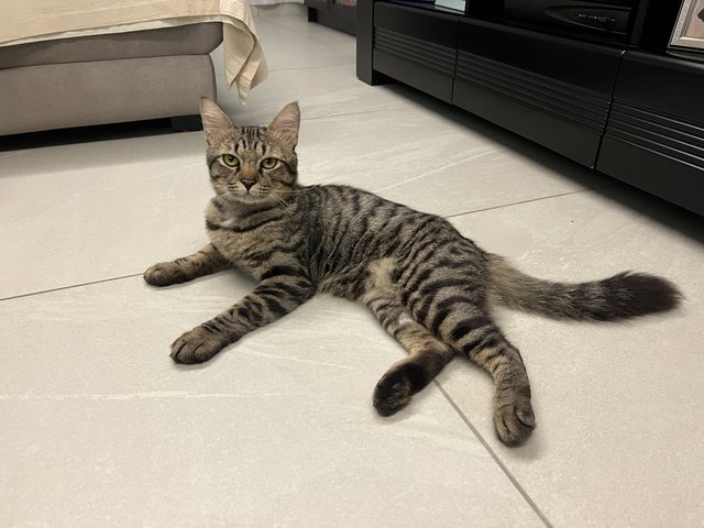 Toodles - Domestic Short Hair Cat