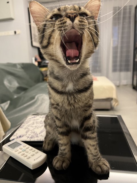 Toodles - Domestic Short Hair Cat