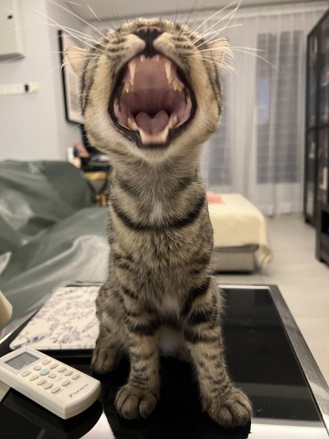 Toodles - Domestic Short Hair Cat