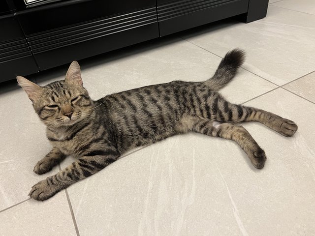 Toodles - Domestic Short Hair Cat