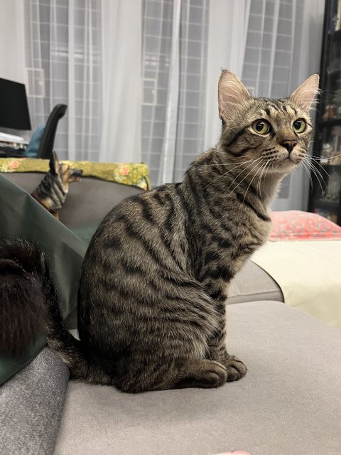 Toodles - Domestic Short Hair Cat
