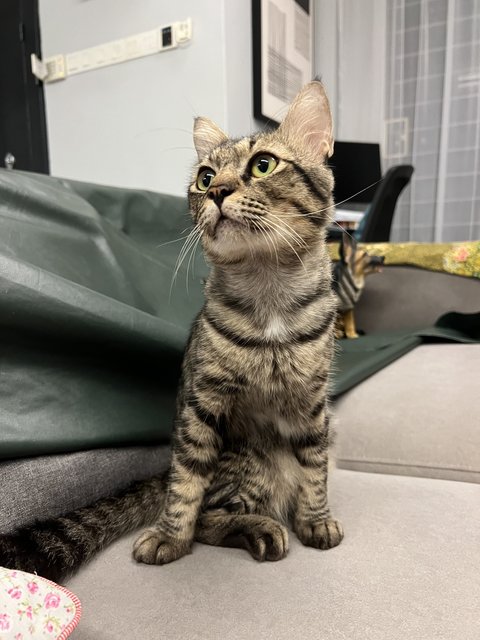 Toodles - Domestic Short Hair Cat