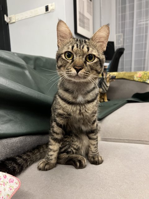 Toodles - Domestic Short Hair Cat