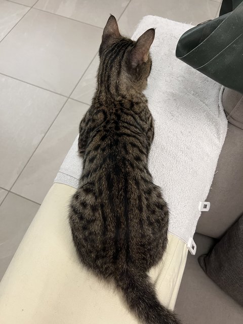 Toodles - Domestic Short Hair Cat