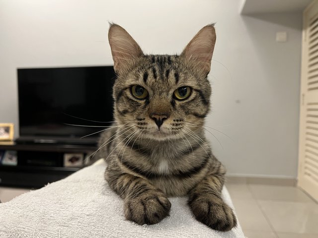 Toodles - Domestic Short Hair Cat