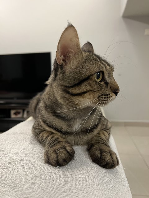 Toodles - Domestic Short Hair Cat