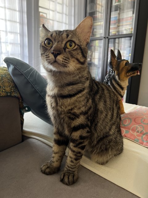Toodles - Domestic Short Hair Cat