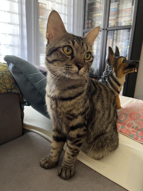 Toodles - Domestic Short Hair Cat