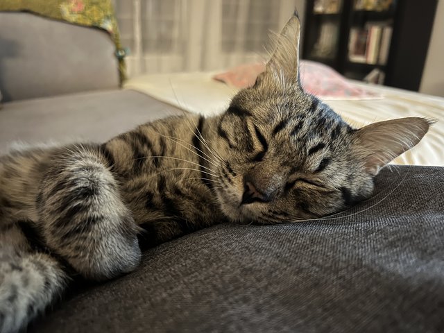 Toodles - Domestic Short Hair Cat