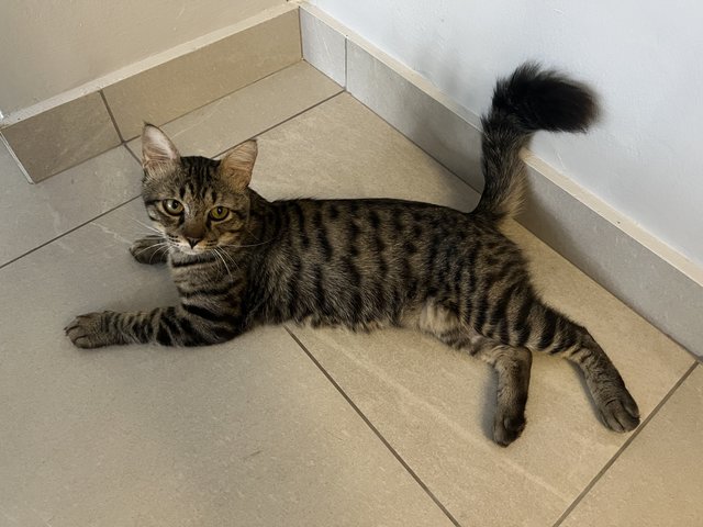 Toodles - Domestic Short Hair Cat