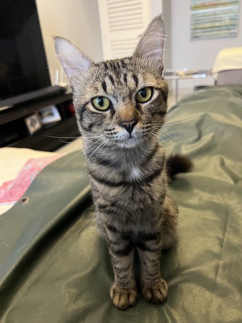 Toodles - Domestic Short Hair Cat