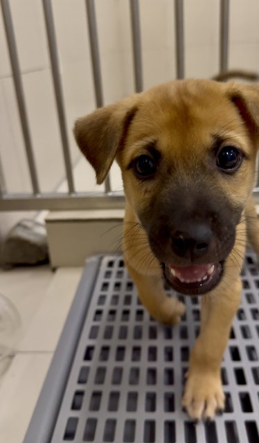 Kenzo &amp; Riku - Mixed Breed Dog