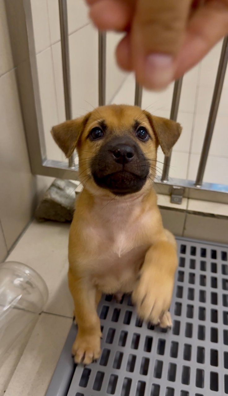 Kenzo &amp; Riku - Mixed Breed Dog