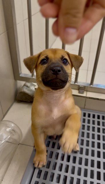 Kenzo &amp; Riku - Mixed Breed Dog