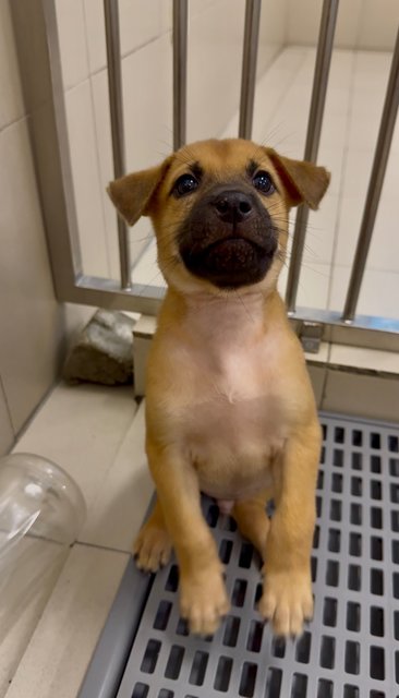 Kenzo &amp; Riku - Mixed Breed Dog