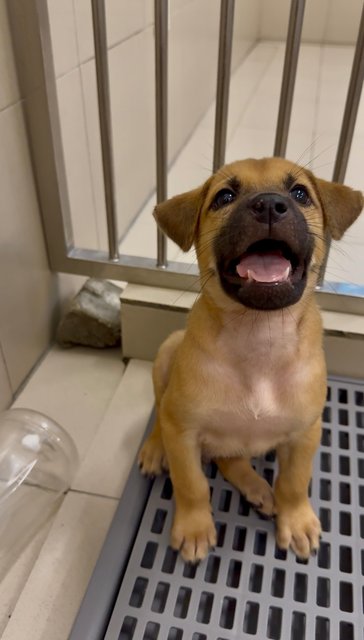 Kenzo &amp; Riku - Mixed Breed Dog