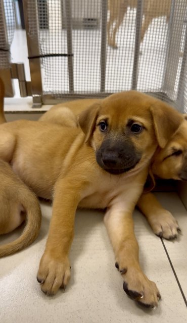 Kenzo &amp; Riku - Mixed Breed Dog