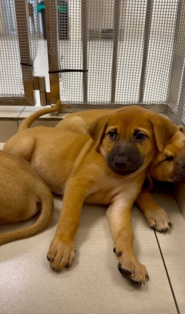 Kenzo &amp; Riku - Mixed Breed Dog