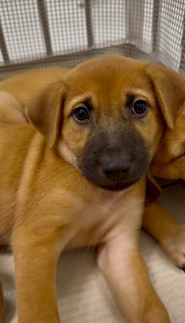 Kenzo &amp; Riku - Mixed Breed Dog