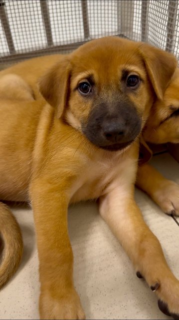 Kenzo &amp; Riku - Mixed Breed Dog